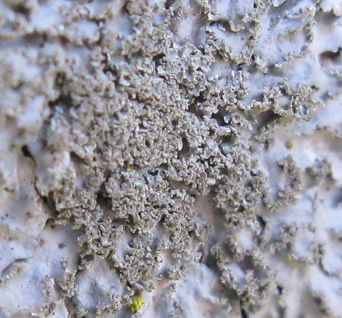 Licheni su corteccia di Prunus pissardii